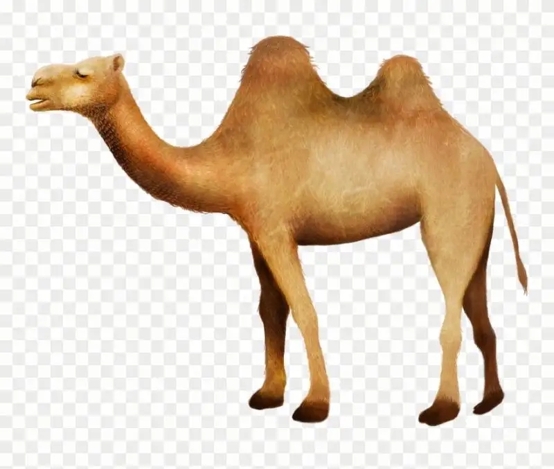 Cute multi-size desert camel wholesale hand made resin camel statue (2)